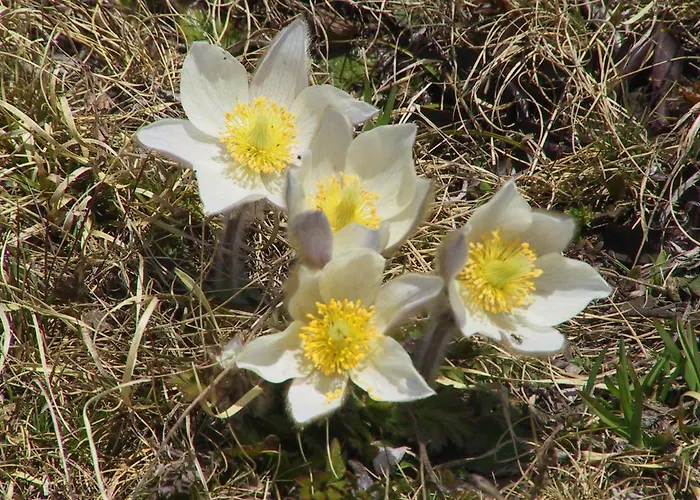 Anemone Home