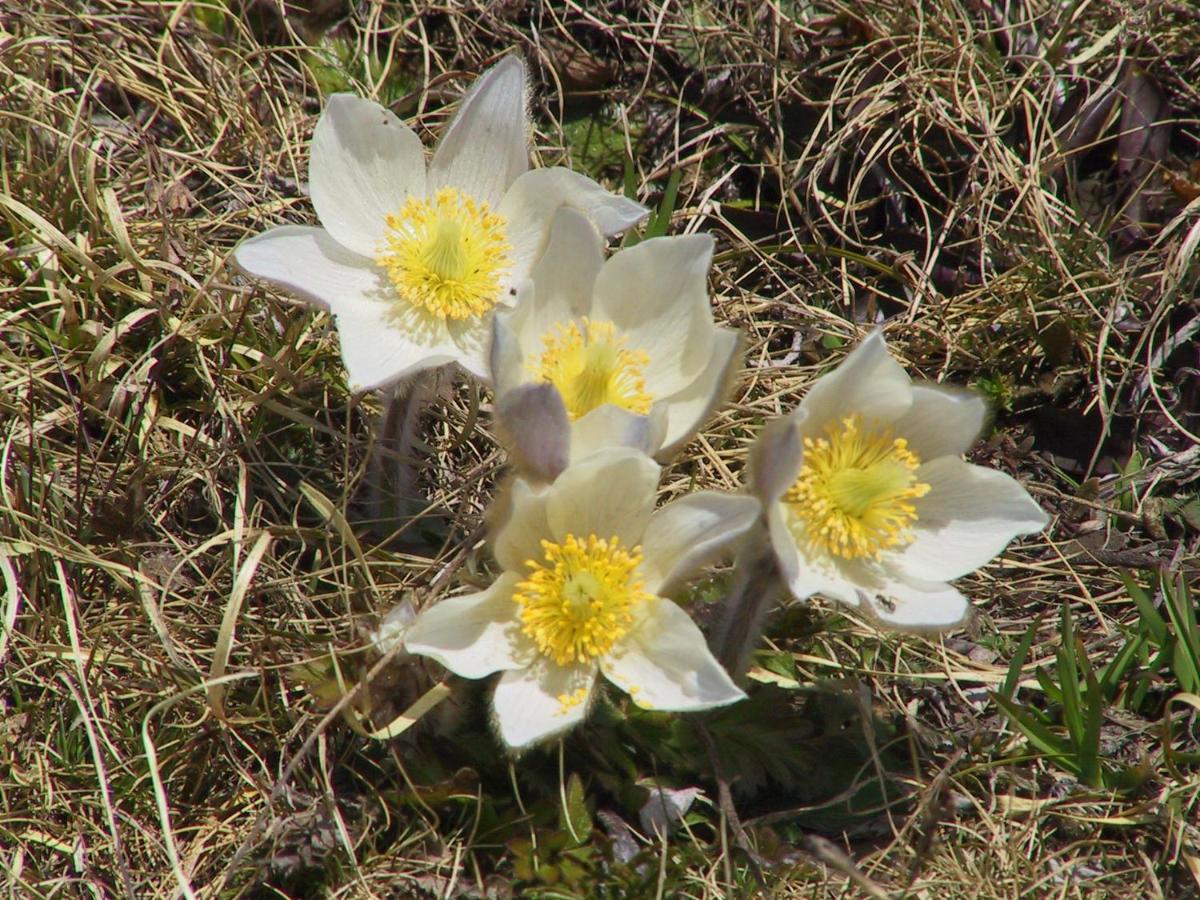 Anemone Santa Caterina Valfurva