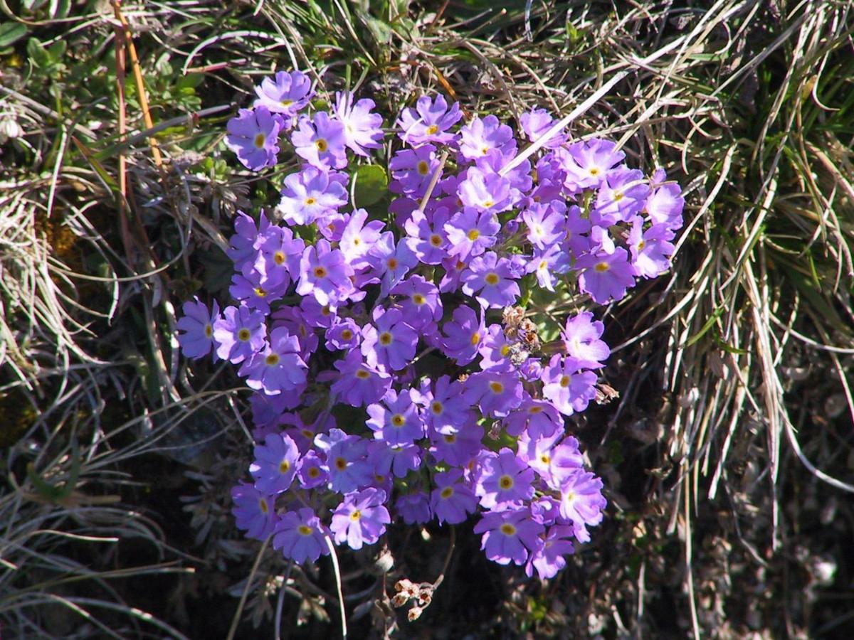 Apartment Anemone *